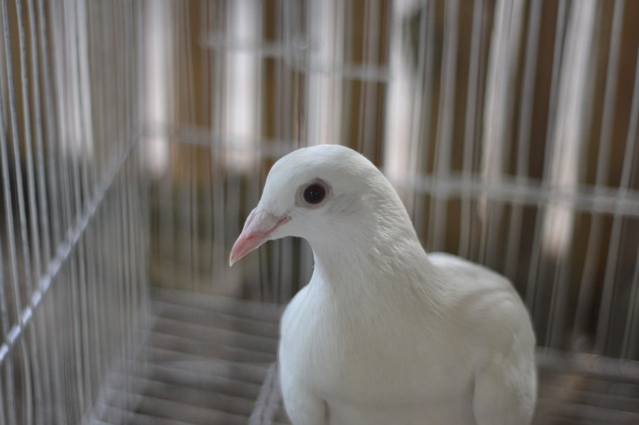 Lees meer over het artikel Hoe babyduiven te voeden: een gids voor zorgzame vogelliefhebbers
